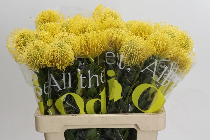 <h4>Nutans High Gold</h4>