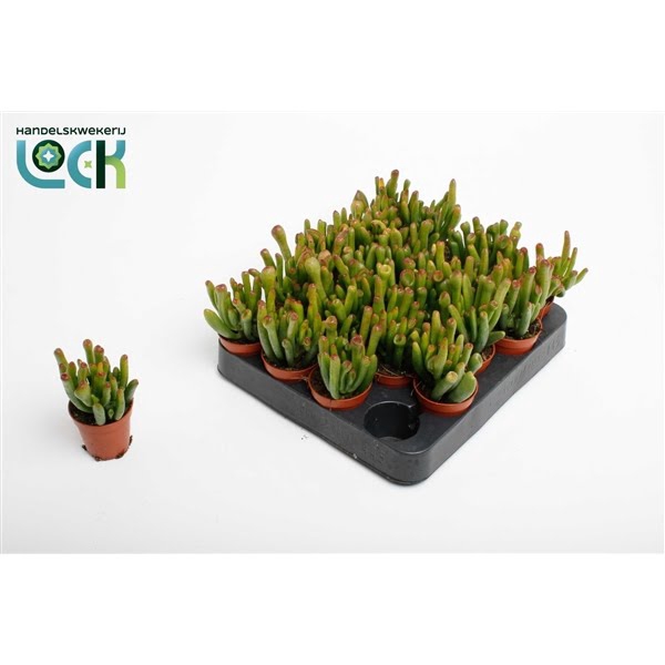 <h4>Crassula Horn Tree</h4>