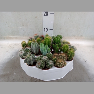 Cactus   ...mix