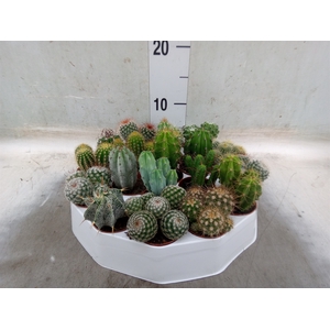 Cactus   ...mix