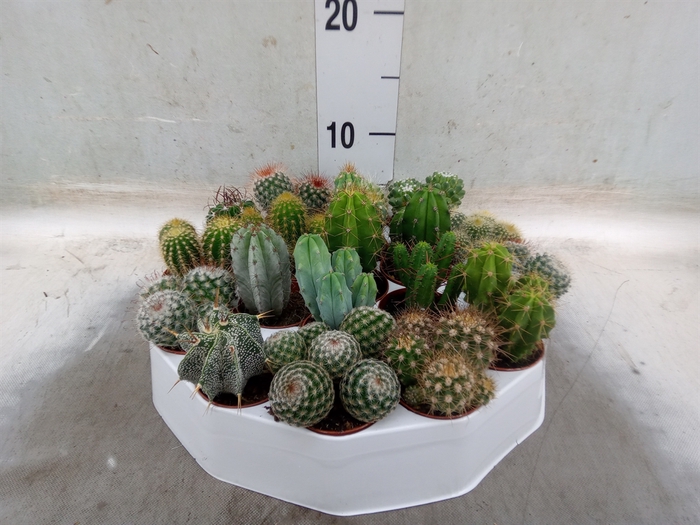<h4>Cactus   ...mix</h4>