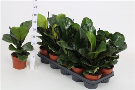 <h4>Ficus Lyrata Bambino</h4>