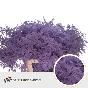 Asparagus Lang Milka