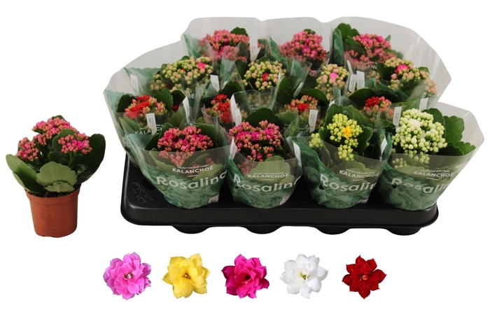 <h4>Kal Ge Ro Gem 5 Kl</h4>