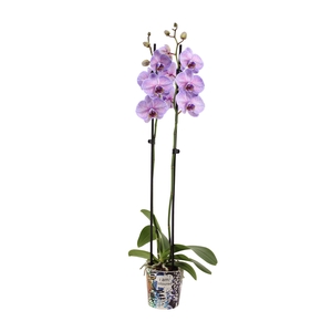 Potcover I Am Coloured Phal I Am Purple Heart 2T14+