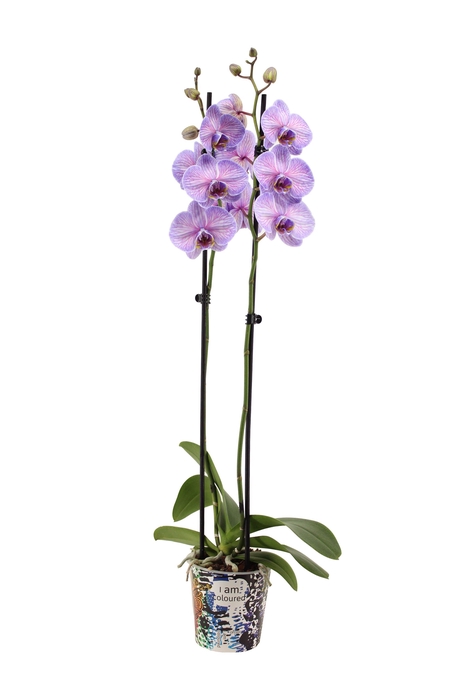 <h4>Potcover I Am Coloured Phal I Am Purple Heart 2T14+</h4>