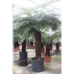 Dicksonia antarctica