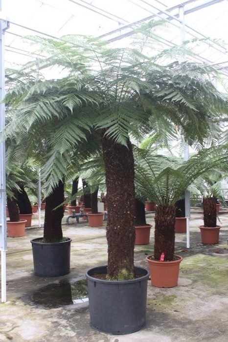 <h4>Dicksonia antarctica</h4>