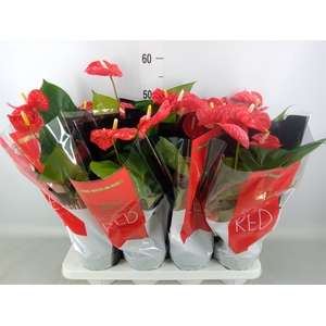 Anthurium andr. 'Madural'