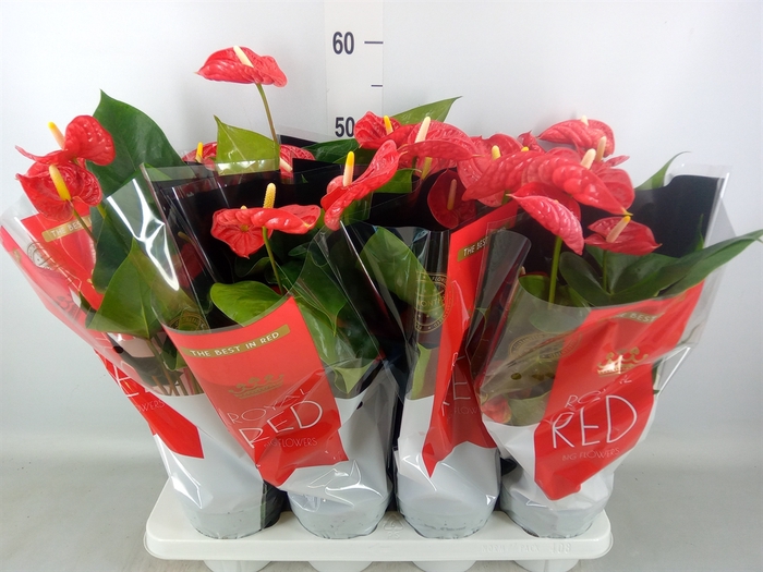 <h4>Anthurium andr. 'Madural'</h4>