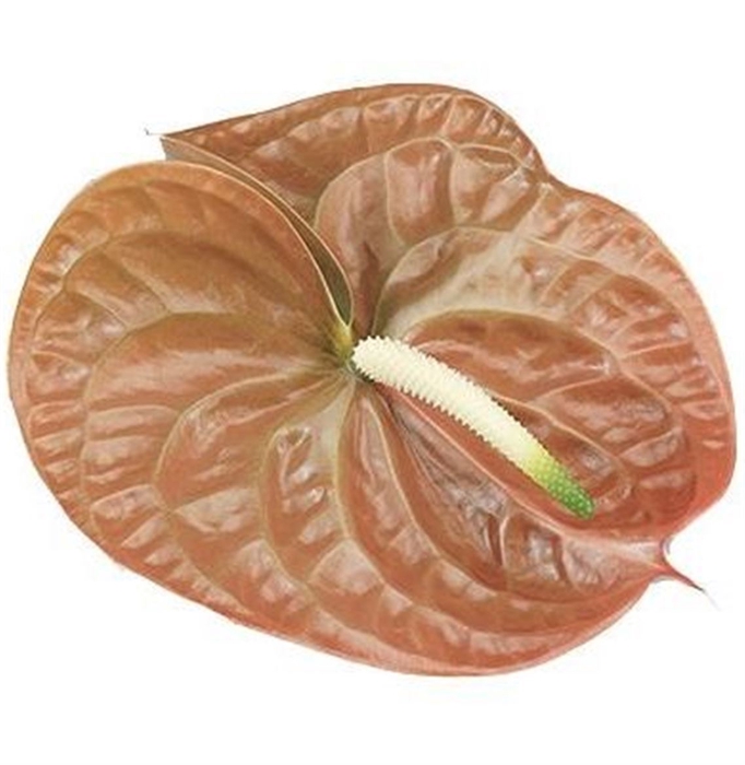 <h4>Anth A Terra</h4>