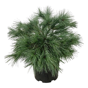 Pinus strobus 'Blue Shag'