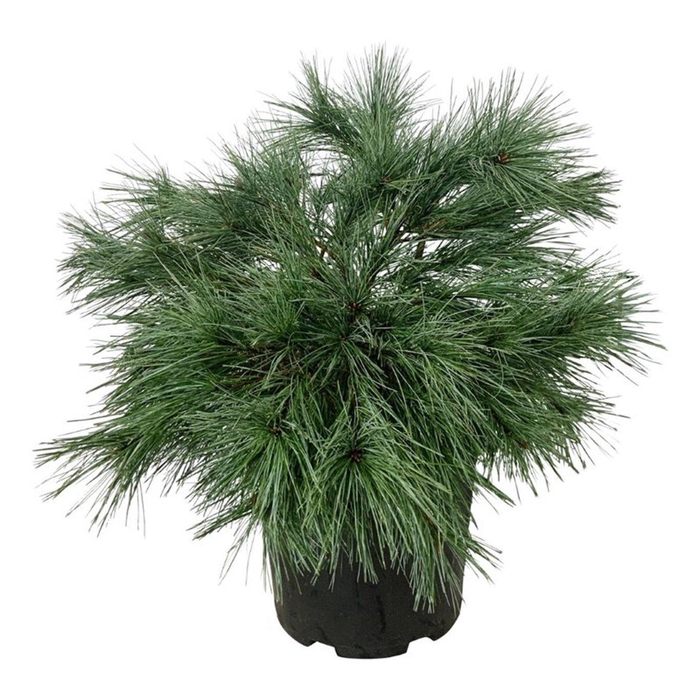 <h4>Pinus strobus 'Blue Shag'</h4>