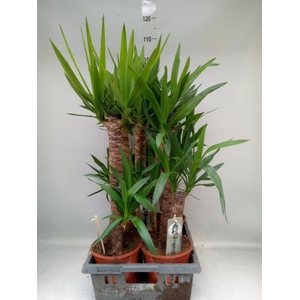 Yucca   ...