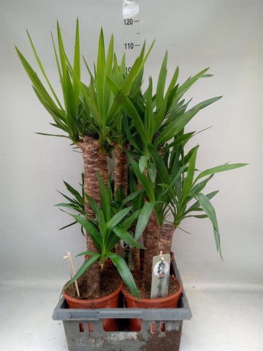 <h4>Yucca   ...</h4>