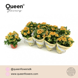 Kalanchoe Lausanne P12 Queen