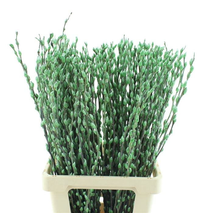 <h4>Salix Snow Flake Klb Mint Green</h4>