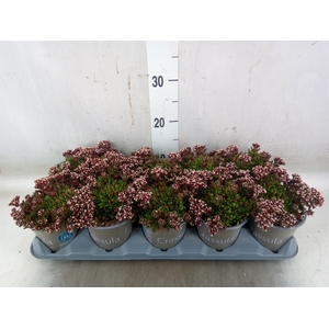 Crassula schmidtii