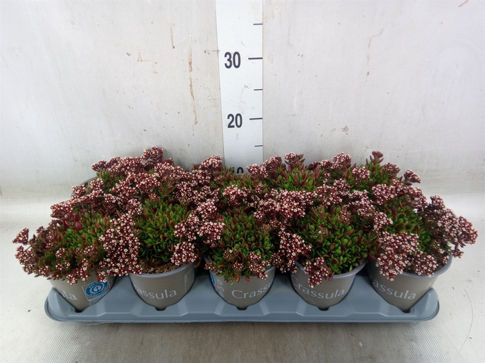 <h4>Crassula schmidtii</h4>