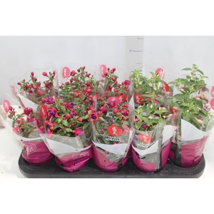 BRINCO DE PRINCESA P11