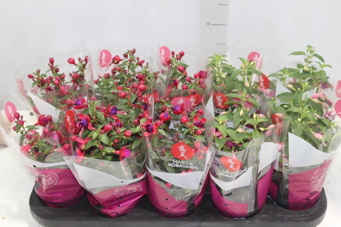 <h4>BRINCO DE PRINCESA P11</h4>