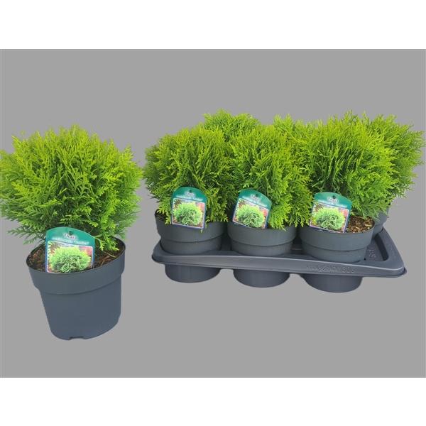 <h4>Thuja occidentalis 'Danica'</h4>