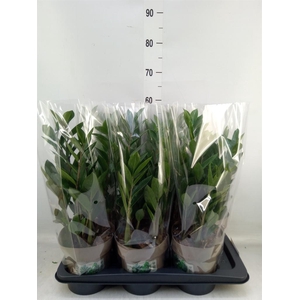 Zamioculcas zamiifolia