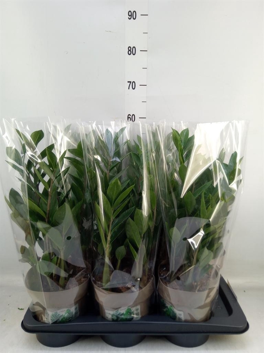 <h4>Zamioculcas zamiifolia</h4>