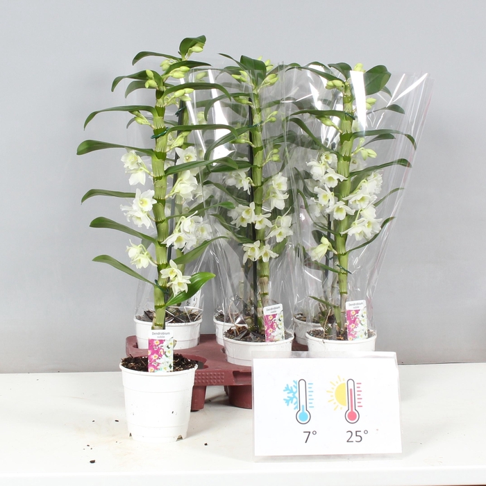 <h4>DENDR N SC APOLLON</h4>