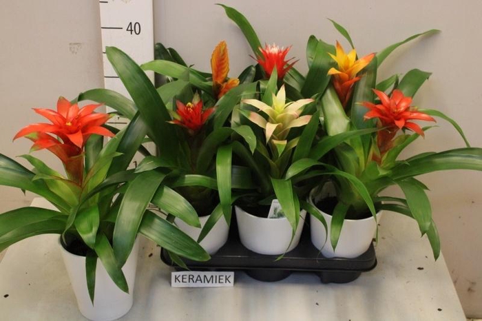 <h4>BROMELIA GEM</h4>