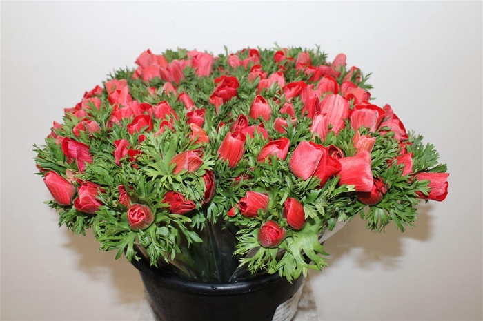 <h4>Anem Marianne Red</h4>