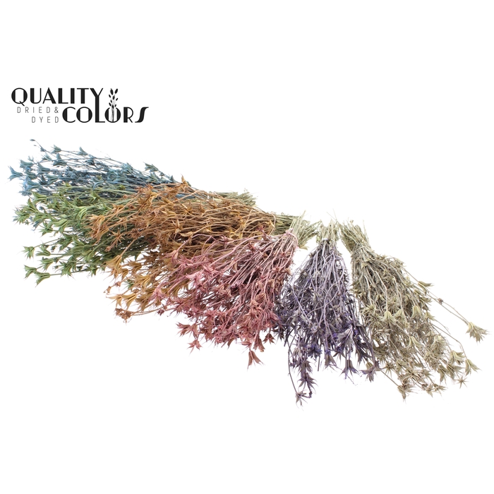 <h4>Nigella Oriëntalis per bunch Frosted Mixed Colours</h4>