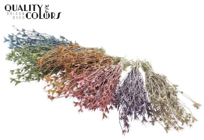 <h4>Nigella Oriëntalis per bunch Frosted Mixed Colours</h4>