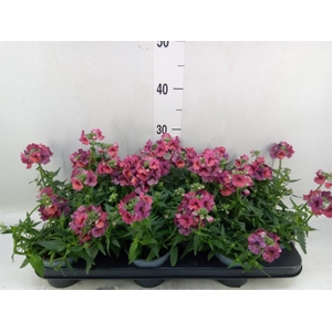 Nemesia  'Angelart Raspberry´'