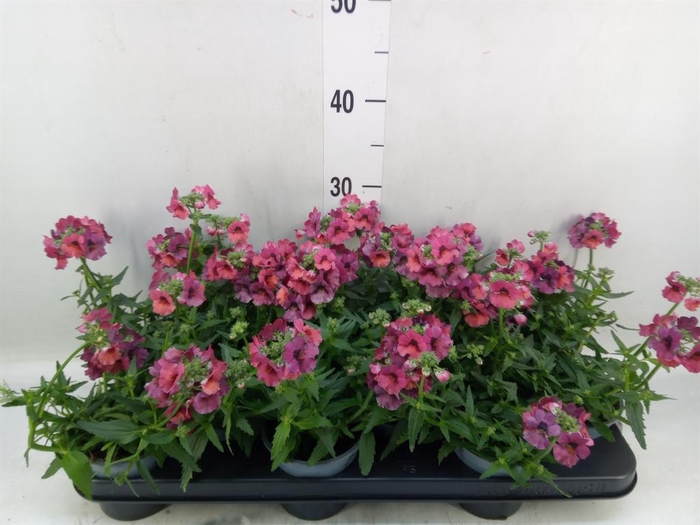 <h4>Nemesia  'Angelart Raspberry´'</h4>