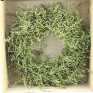 Wreath Asparagus Wild Preserved