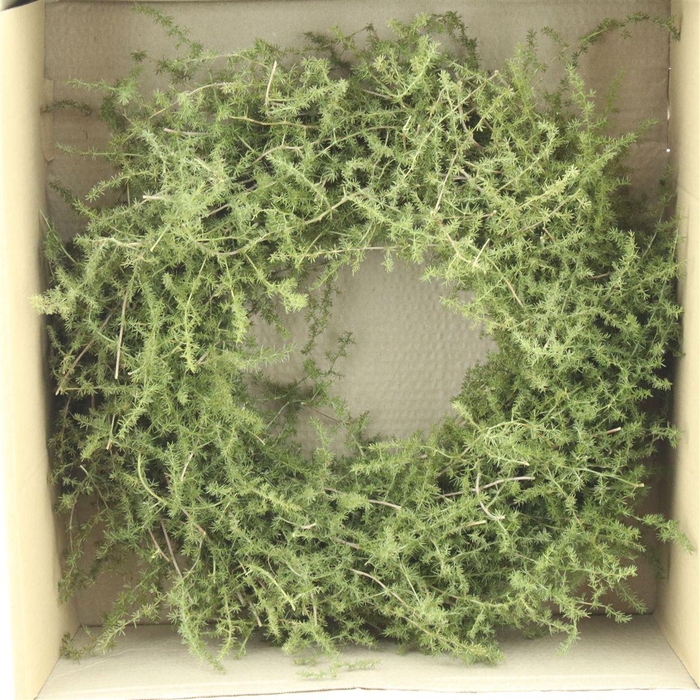 <h4>Wreath Asparagus Wild Preserved Grey Box</h4>