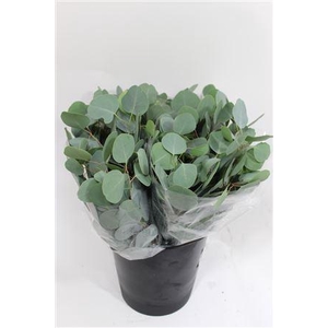 - EUCALYPTUS POPULUS 150GR