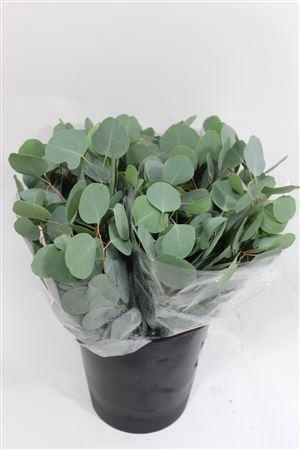 <h4>- EUCALYPTUS POPULUS 150GR</h4>