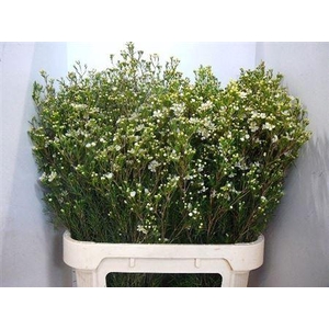 Chame Un Jupite Moon