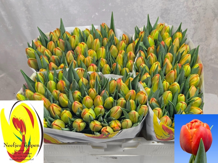 <h4>TU DU ICOON</h4>