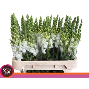 ANTIR COOL WHITE ANGEBOT