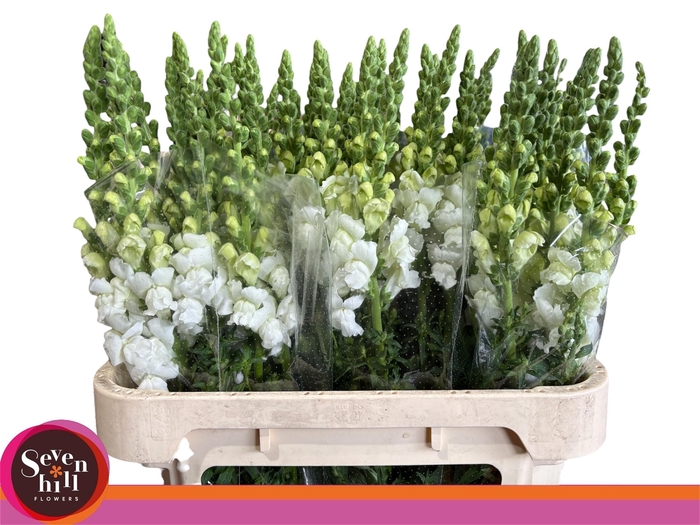 <h4>ANTIR COOL WHITE</h4>