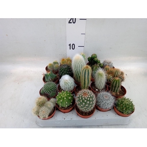 Cactus   ...mix