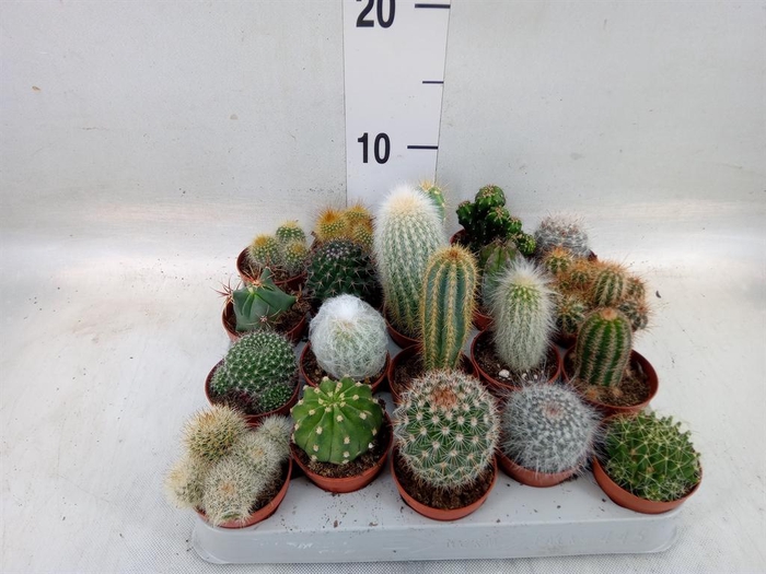 <h4>Cactus   ...mix</h4>