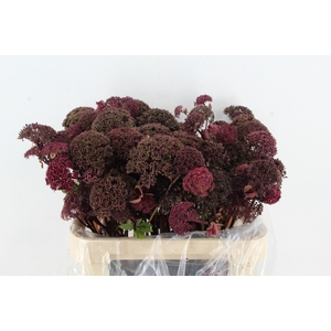 ANGELICA GIGAS 80CM