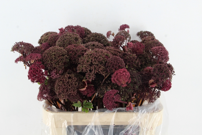 <h4>ANGELICA GIGAS 80CM</h4>