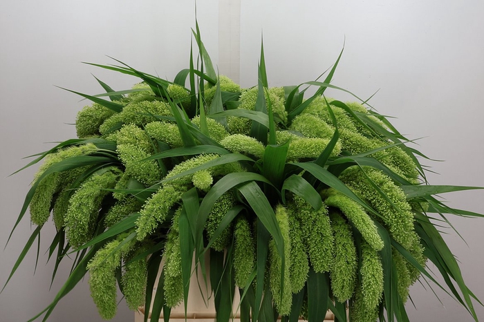 <h4>Setaria It Voll Melk</h4>