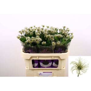 Clematis Amazing Kibo Marginpar