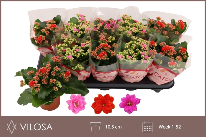 <h4>KAL GE GEM 3 KL</h4>